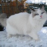 GINGER NEIGE - 8 mois - Chatterie Ragdolls du Val de Beauvoir